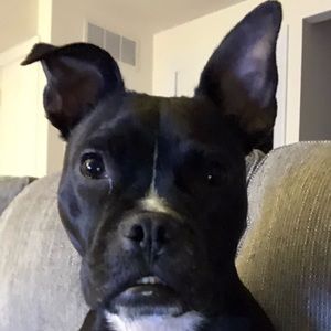 Meet your Posher, Bill